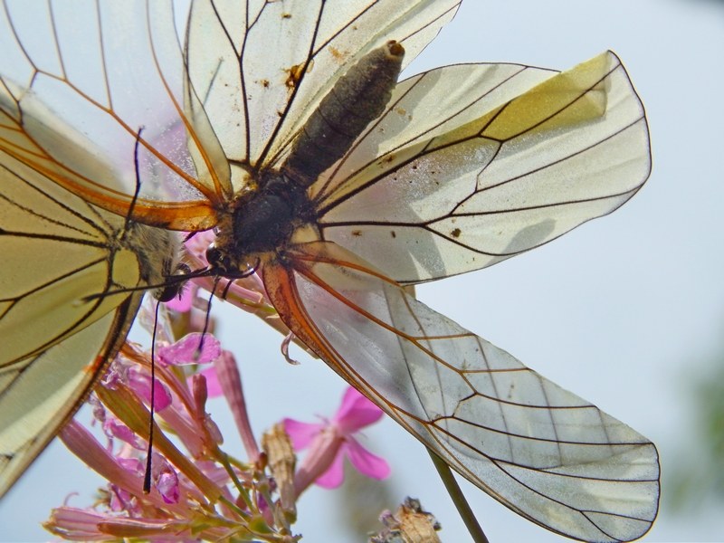 Aporia crataegi... una settimana dopo.